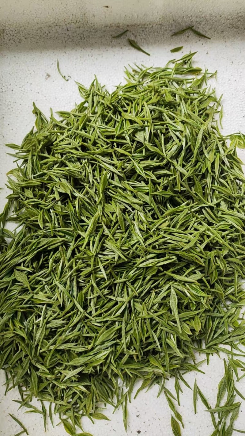 高山绿茶高山茶绿茶农户自产自销常年大量供应欢迎合作
