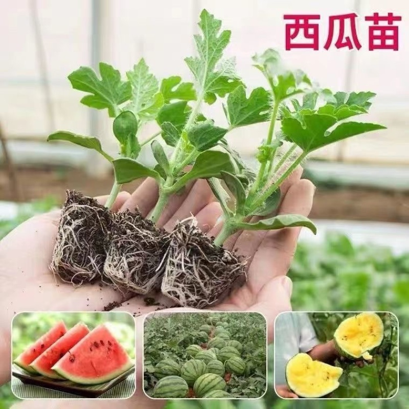 嫁接西瓜苗直根西瓜苗美都甜王8424麒麟红玉2k礼品瓜