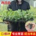嫁接西瓜苗直根西瓜苗美都甜王8424麒麟红玉2k礼品瓜