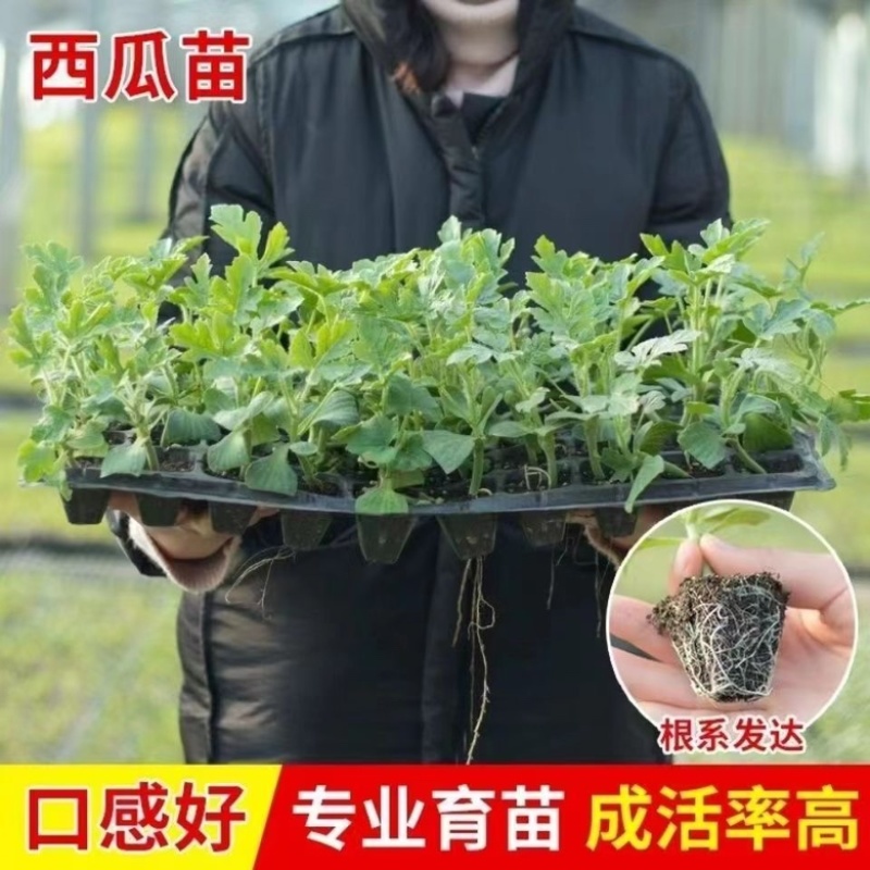 嫁接西瓜苗直根西瓜苗美都甜王8424麒麟红玉2k礼品瓜