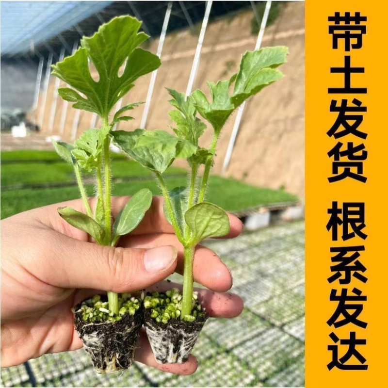 嫁接西瓜苗直根西瓜苗美都甜王8424麒麟红玉2k礼品瓜