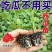 嫁接西瓜苗直根西瓜苗美都甜王8424麒麟红玉2k礼品瓜