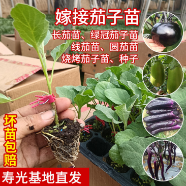 寿光嫁接茄子苗高产抗病圆茄苗长茄苗线茄苗绿冠茄苗