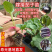 寿光嫁接茄子苗高产抗病圆茄苗长茄苗线茄苗绿冠茄苗