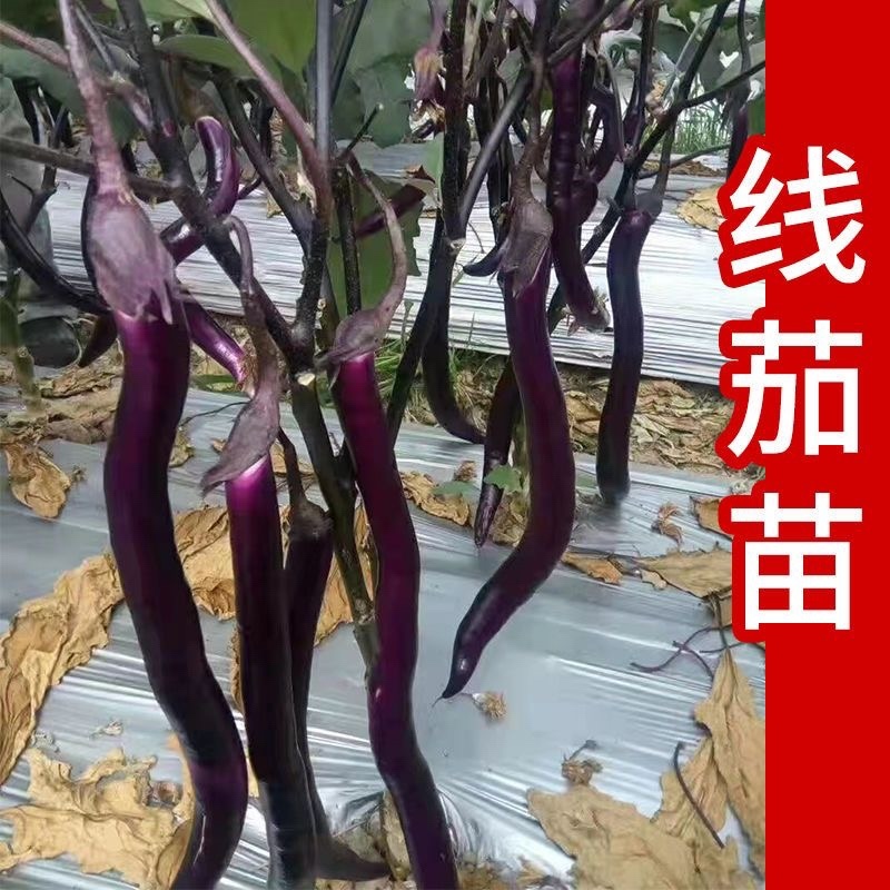 寿光嫁接茄子苗高产抗病圆茄苗长茄苗线茄苗绿冠茄苗