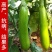 寿光嫁接茄子苗高产抗病圆茄苗长茄苗线茄苗绿冠茄苗