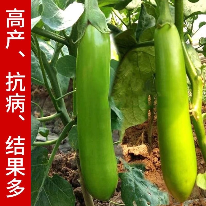 寿光嫁接茄子苗高产抗病圆茄苗长茄苗线茄苗绿冠茄苗