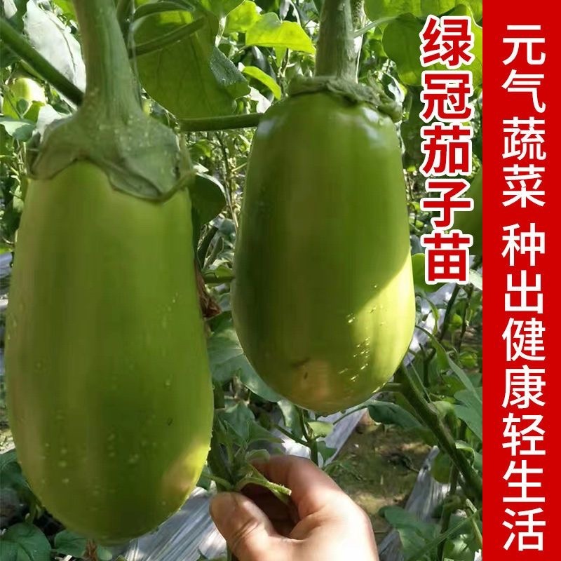 寿光嫁接茄子苗高产抗病圆茄苗长茄苗线茄苗绿冠茄苗