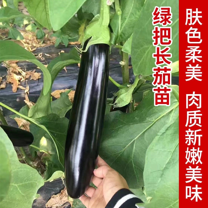 寿光嫁接茄子苗高产抗病圆茄苗长茄苗线茄苗绿冠茄苗