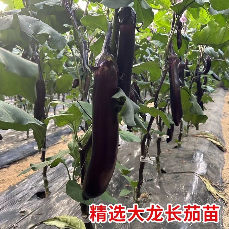 寿光嫁接茄子苗高产抗病圆茄苗长茄苗线茄苗绿冠茄苗