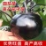 寿光嫁接茄子苗高产抗病圆茄苗长茄苗线茄苗绿冠茄苗