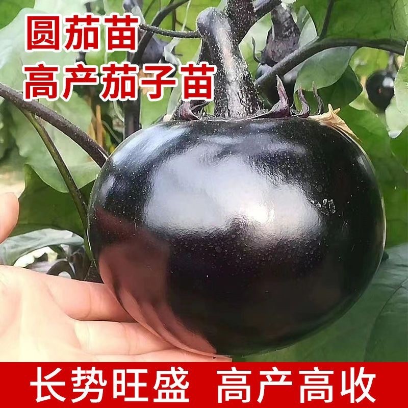 寿光嫁接茄子苗高产抗病圆茄苗长茄苗线茄苗绿冠茄苗
