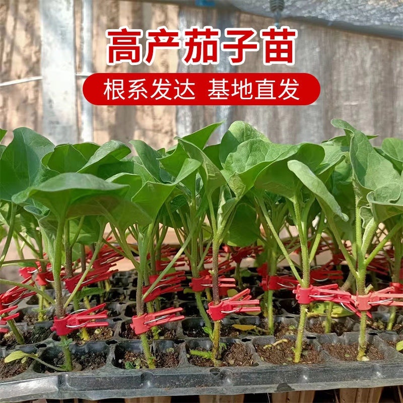 寿光嫁接茄子苗高产抗病圆茄苗长茄苗线茄苗绿冠茄苗