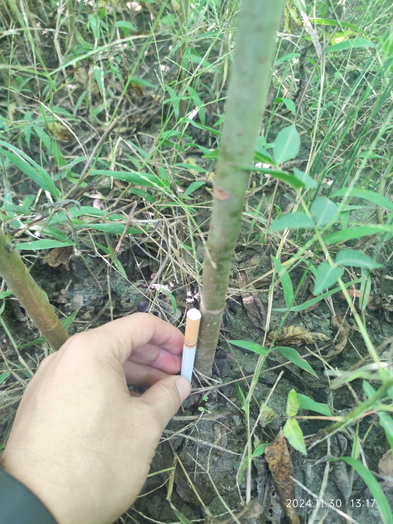 重庆本地红香椿苗基地直发