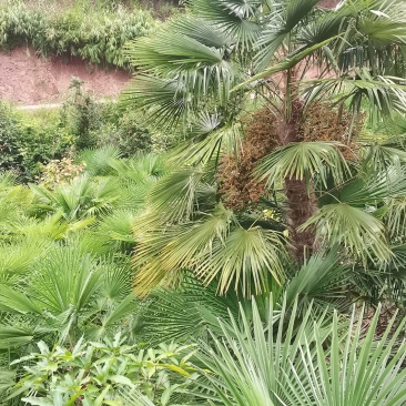 棕树棕头