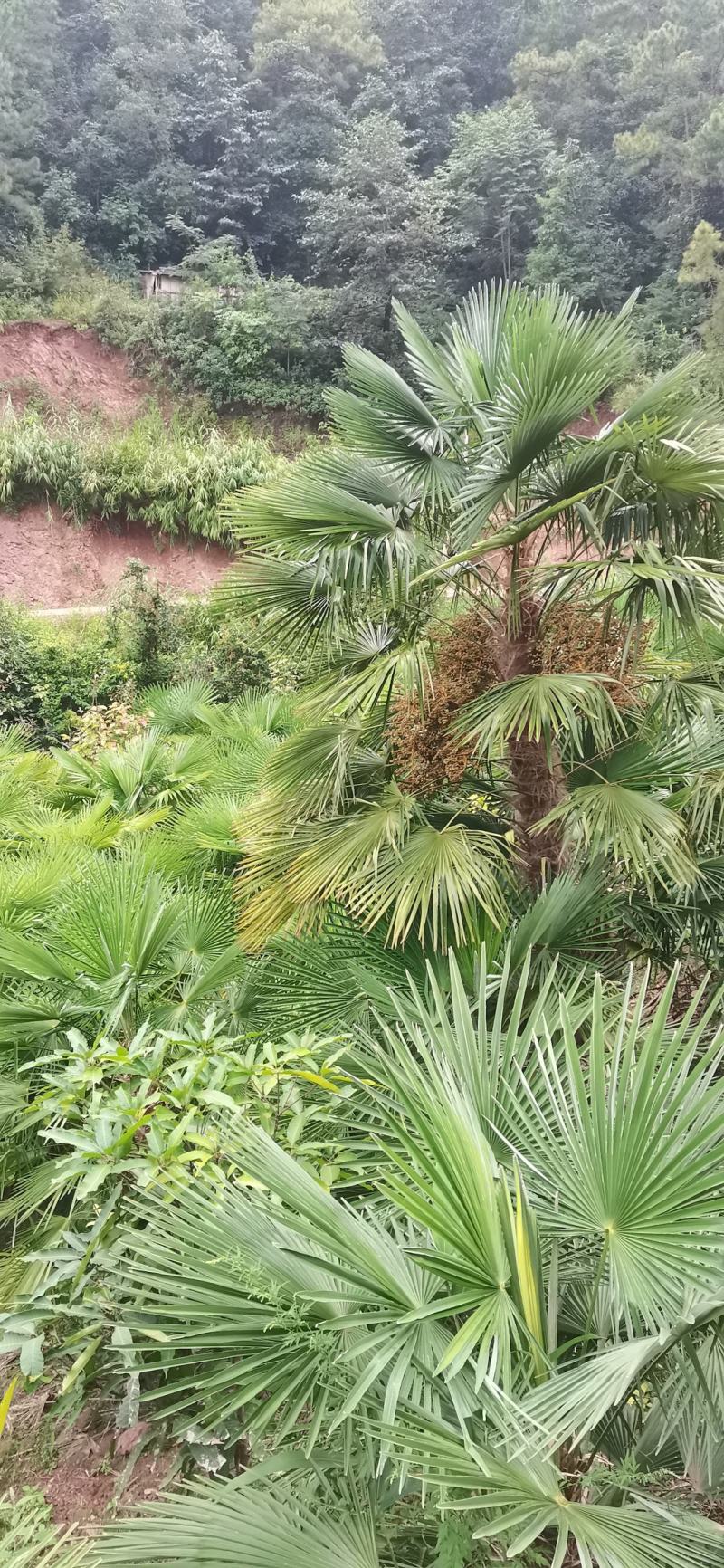 棕树棕头