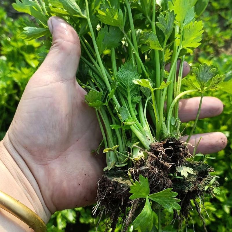 现有裸根芹菜苗穴盘芹菜苗黄心白菜苗抗病高产