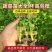 现有裸根芹菜苗穴盘芹菜苗黄心白菜苗抗病高产