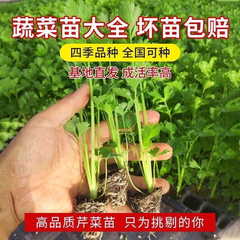 现有裸根芹菜苗穴盘芹菜苗黄心白菜苗抗病高产