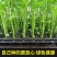 现有裸根芹菜苗穴盘芹菜苗黄心白菜苗抗病高产