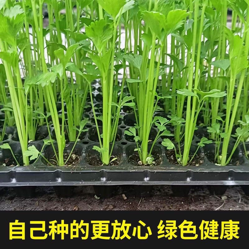 现有裸根芹菜苗穴盘芹菜苗黄心白菜苗抗病高产
