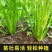 现有裸根芹菜苗穴盘芹菜苗黄心白菜苗抗病高产