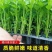 现有裸根芹菜苗穴盘芹菜苗黄心白菜苗抗病高产
