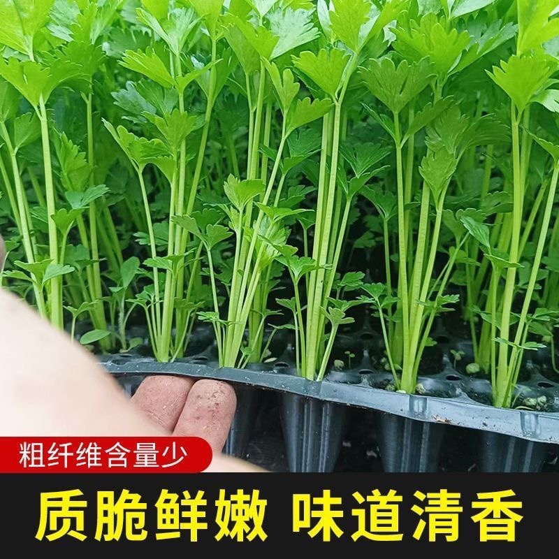 现有裸根芹菜苗穴盘芹菜苗黄心白菜苗抗病高产