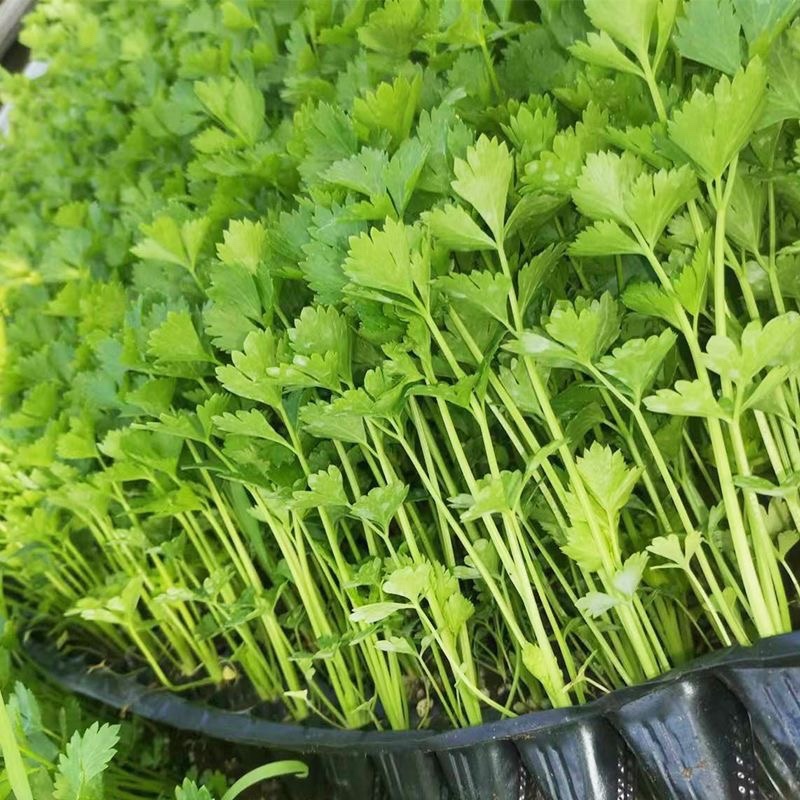 现有裸根芹菜苗穴盘芹菜苗黄心白菜苗抗病高产