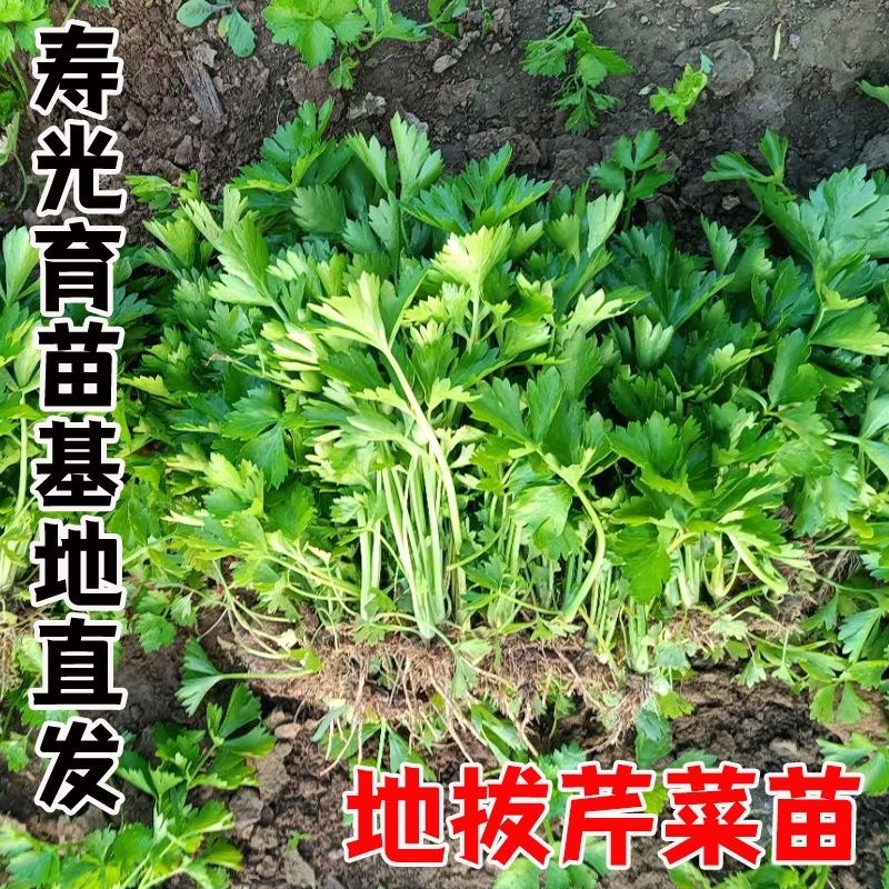 现有裸根芹菜苗穴盘芹菜苗黄心白菜苗抗病高产