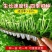 现有裸根芹菜苗穴盘芹菜苗黄心白菜苗抗病高产