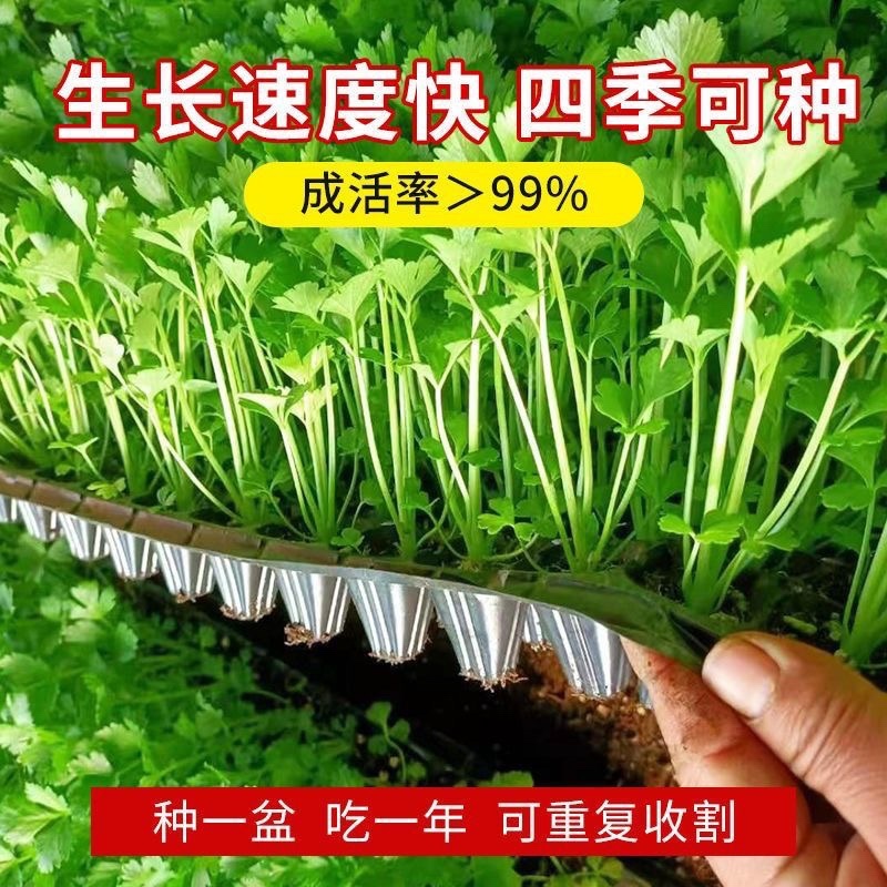 现有裸根芹菜苗穴盘芹菜苗黄心白菜苗抗病高产