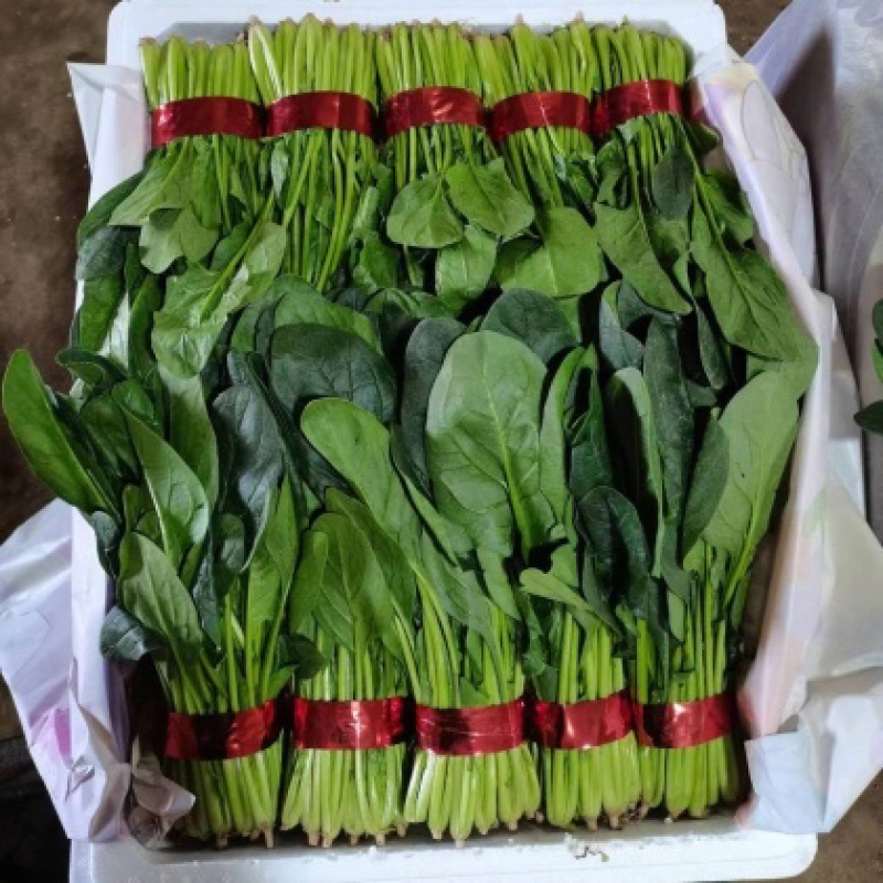 聊城精品大叶菠菜，叶片好。质量好，有需要的客户，打电话