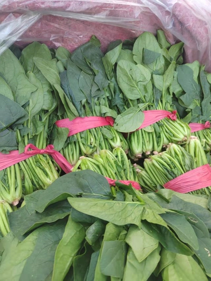 聊城精品大叶菠菜，叶片好。质量好，有需要的客户，打电话