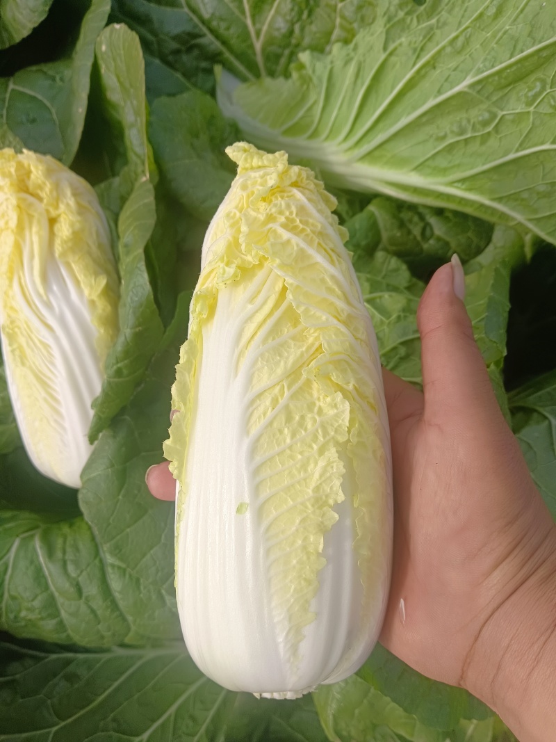 娃娃菜，净菜，毛菜，产地直供，各种包装，大娃，小娃，中娃