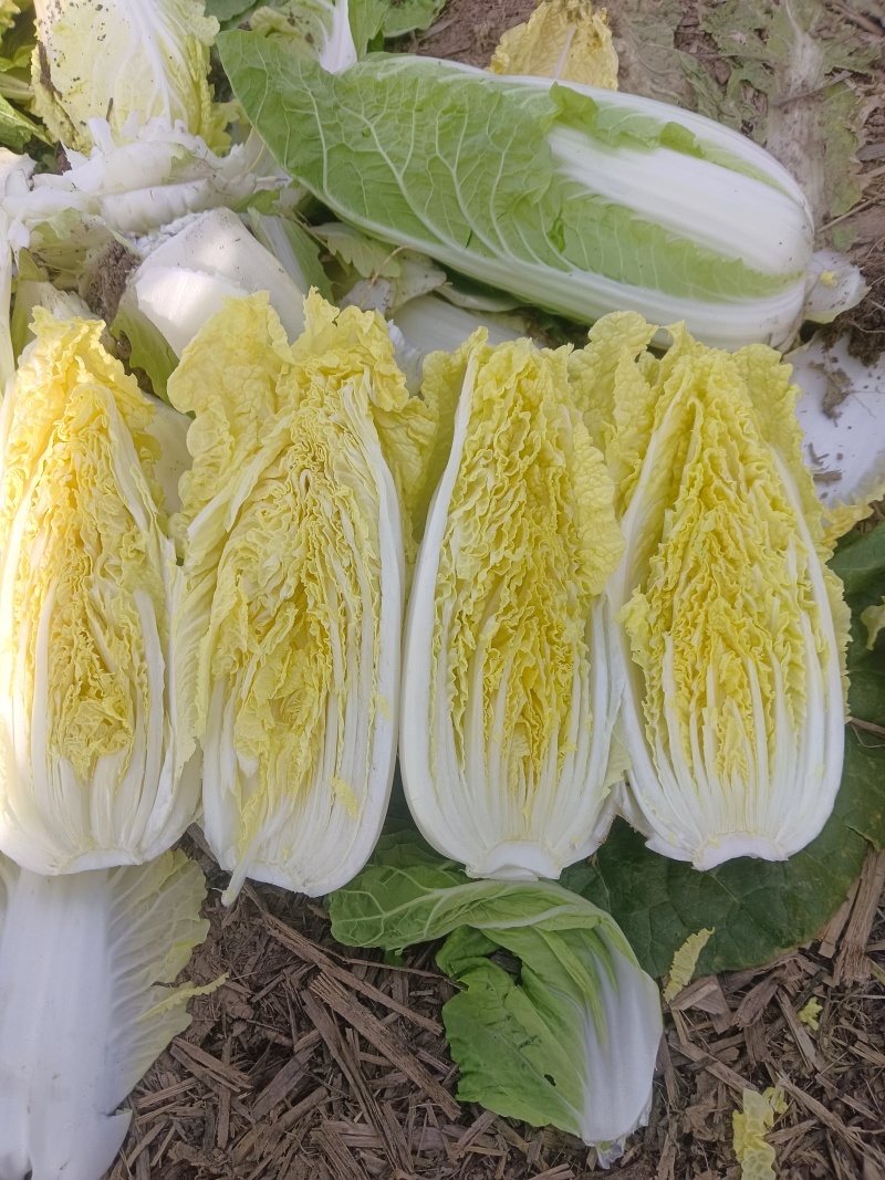 娃娃菜，净菜，毛菜，产地直供，各种包装，大娃，小娃，中娃
