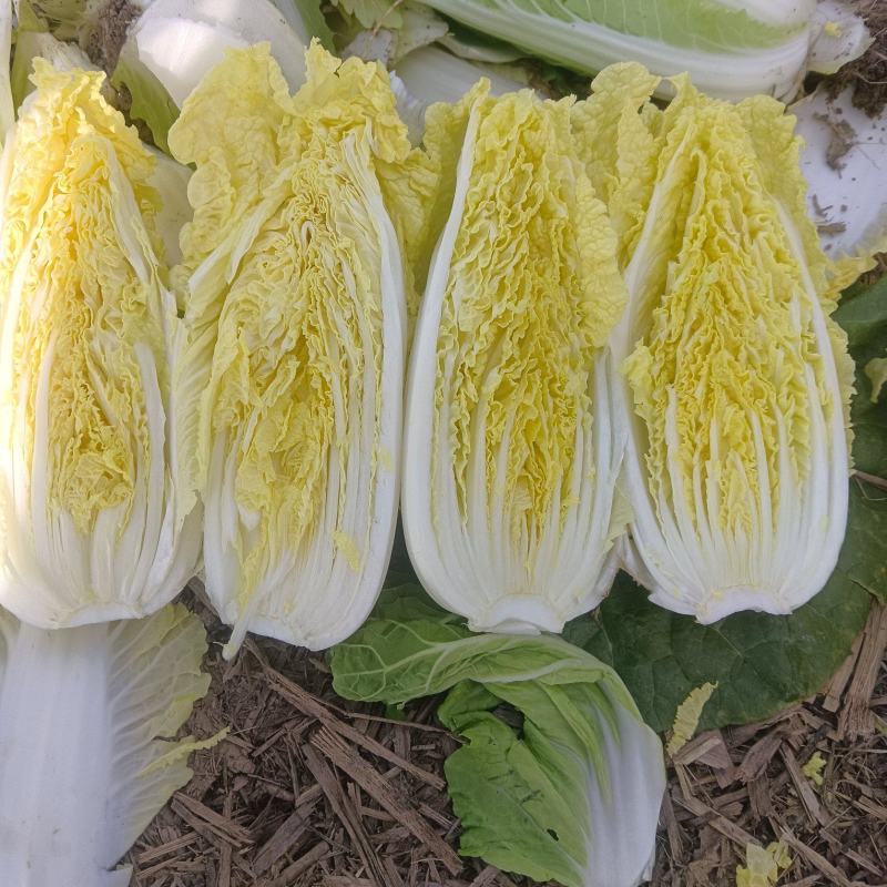 娃娃菜，净菜，毛菜，产地直供，各种包装，大娃，小娃，中娃