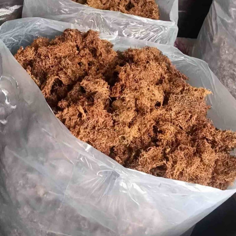 云南大理野生大树花树花菜品质保证一手货源诚信经营