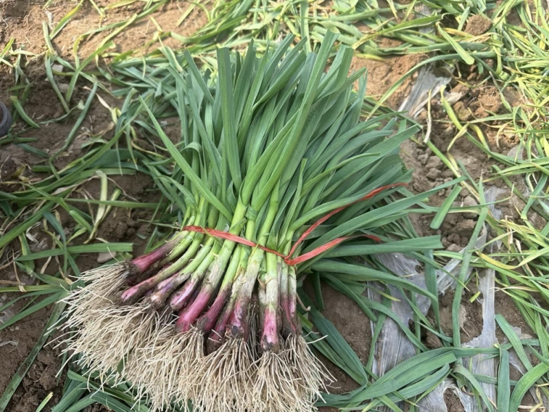 大棚蒜苗河南红根蒜苗产地直供货量充足量大从优