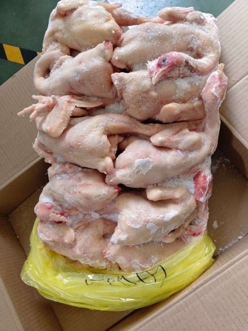 二级三黄鸡9只，有货，价格不高