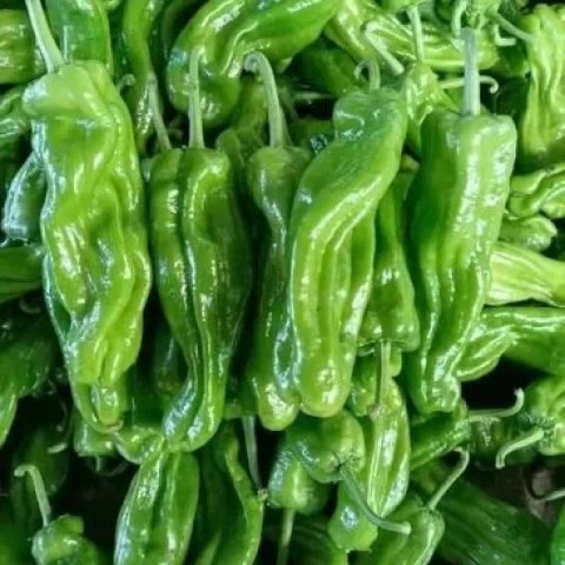辣椒苗尖椒苗螺丝椒苗线椒苗方椒苗薄皮椒苗