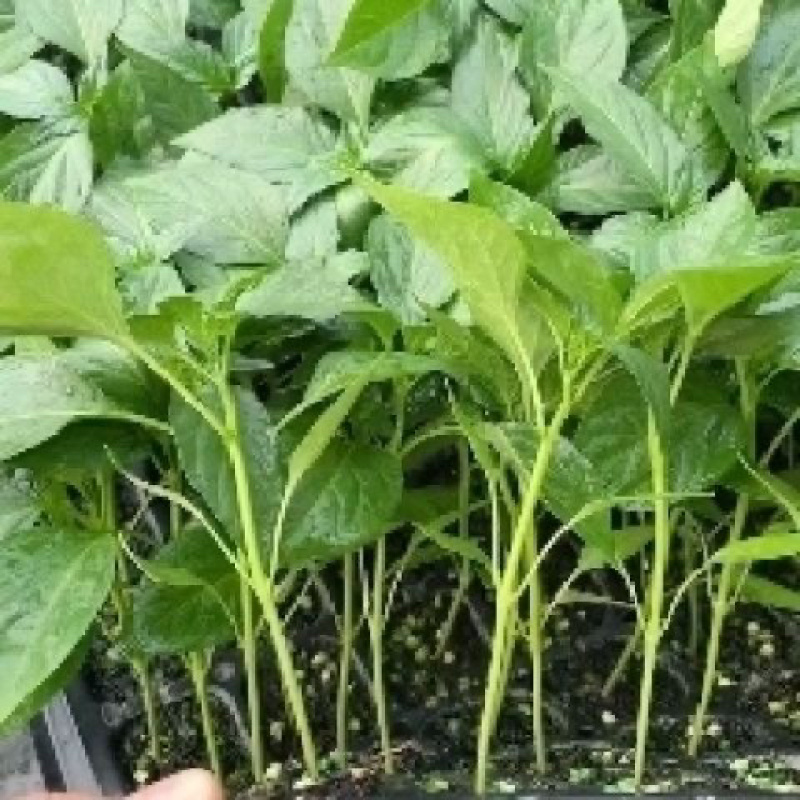 辣椒苗尖椒苗螺丝椒苗线椒苗方椒苗薄皮椒苗