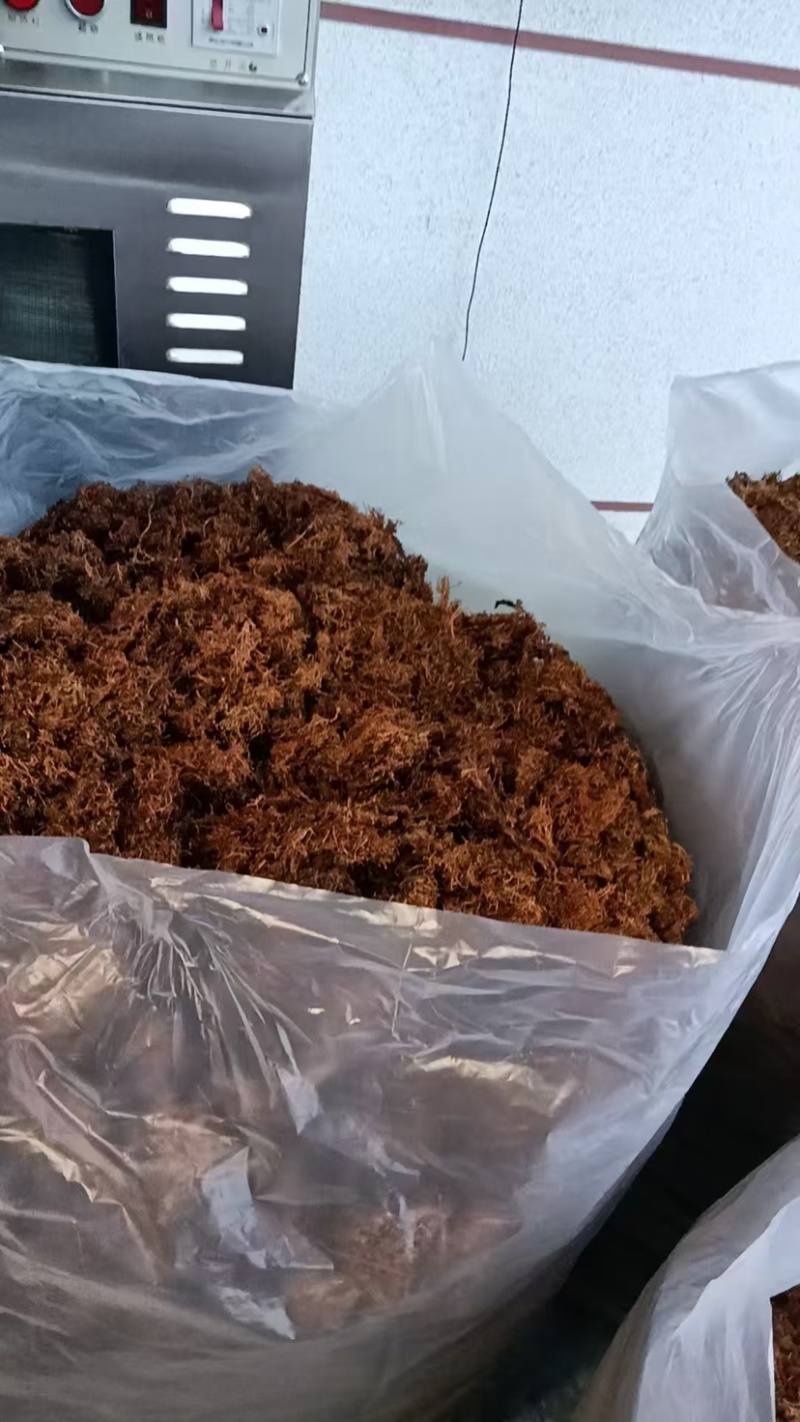 云南大理野生大树花树花菜品质保证一手货源诚信经营