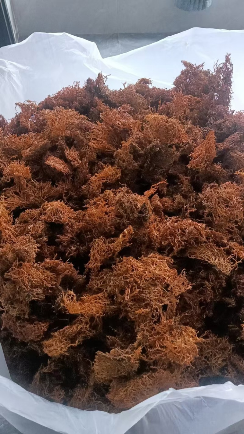 云南大理野生大树花树花菜品质保证一手货源诚信经营