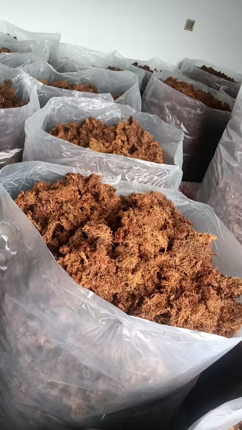 云南大理野生大树花树花菜品质保证一手货源诚信经营