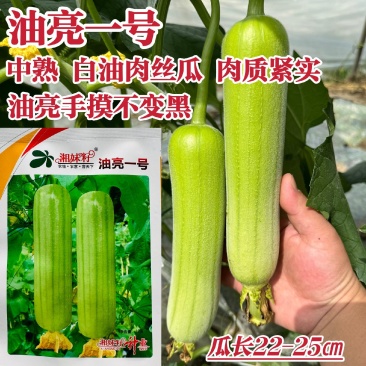 湘妹籽油亮一号肉丝瓜种子白绿色丝瓜种籽短棒油亮白油水瓜种