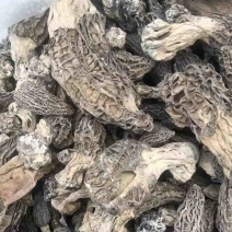 云南野生羊肚菌一手货源品质保证诚信经营欢迎选购
