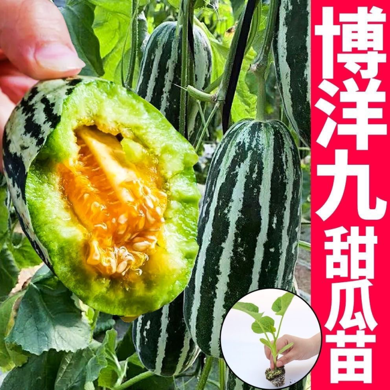 嫁接甜瓜苗羊角蜜博洋九博洋61绿宝日本甜宝苗子齐全