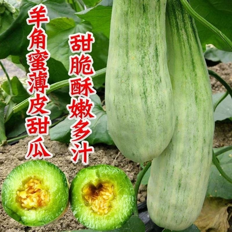嫁接甜瓜苗羊角蜜博洋九博洋61绿宝日本甜宝苗子齐全