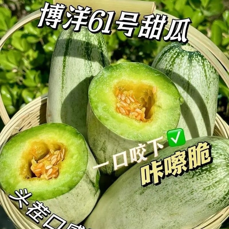 嫁接甜瓜苗羊角蜜博洋九博洋61绿宝日本甜宝苗子齐全